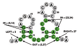 RNA motif