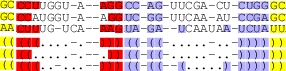 Multiple Alignment of RNAs